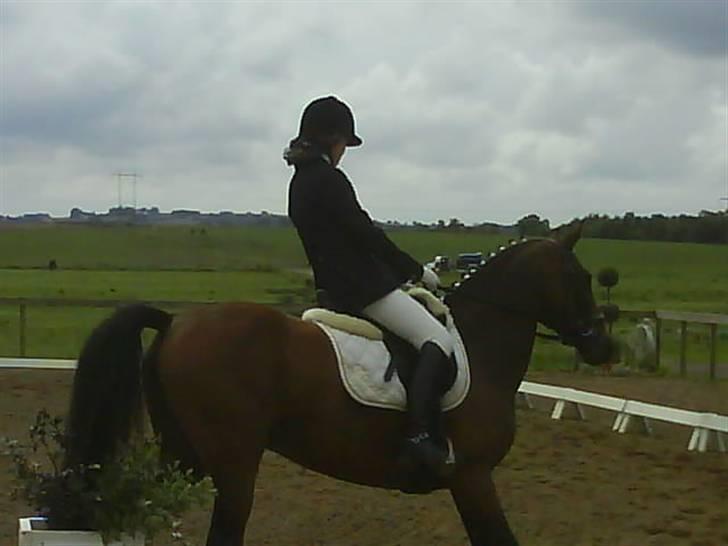 Anden særlig race Dücell - Stævne i G. Estrup. billede 2