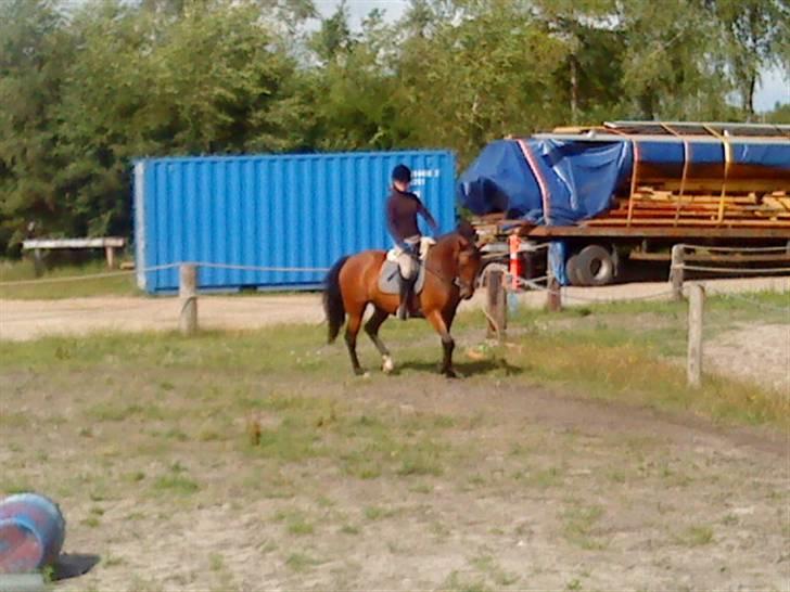 Anden særlig race Dücell - Træning der hjemme. billede 5