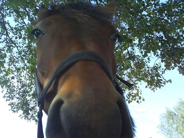 Anden særlig race Dücell - Se mig. billede 6