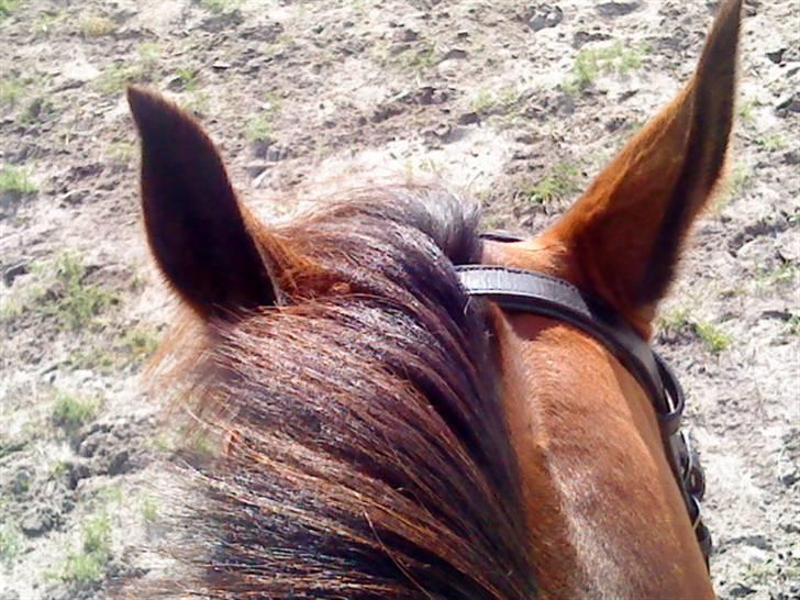 Anden særlig race Dücell - Hov.. Ellers kønne øre. billede 7