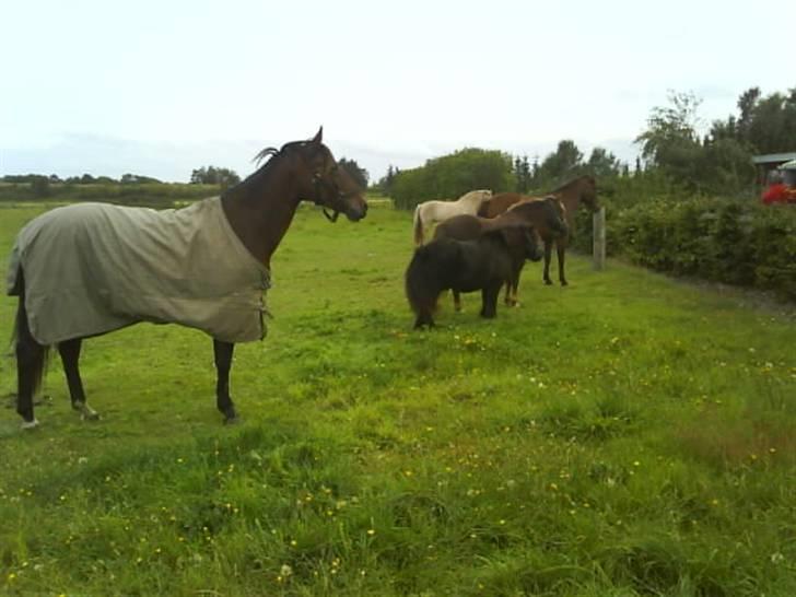 Anden særlig race Dücell - På sommermark. billede 8