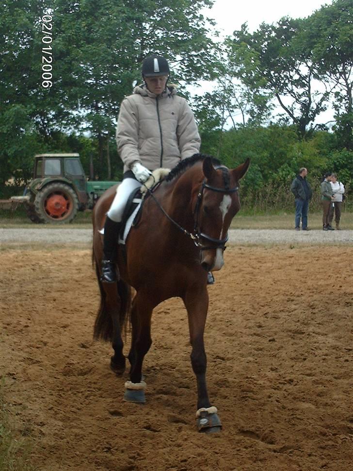 Holstener Lillestaruphøjs Casmir himmelhest  - DSA Holstebro- opvarmning i dressur billede 11