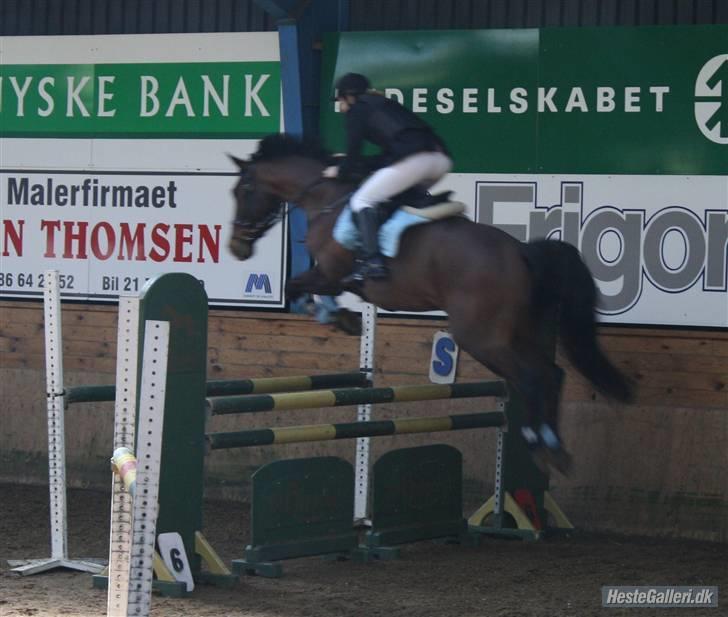 Holstener Lillestaruphøjs Casmir himmelhest  -  første fejlfrie ULB til distriksstævne. Tak Mille for de super gode billeder billede 12