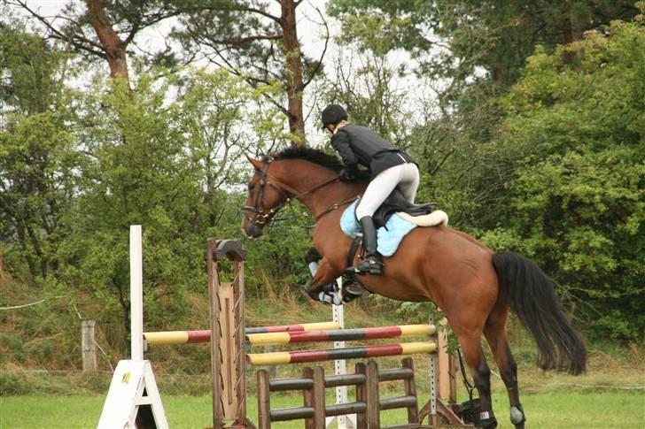 Holstener Lillestaruphøjs Casmir himmelhest  - GDR august 2008. TAk til www.hestelinsen.dk for de gode billeder billede 13