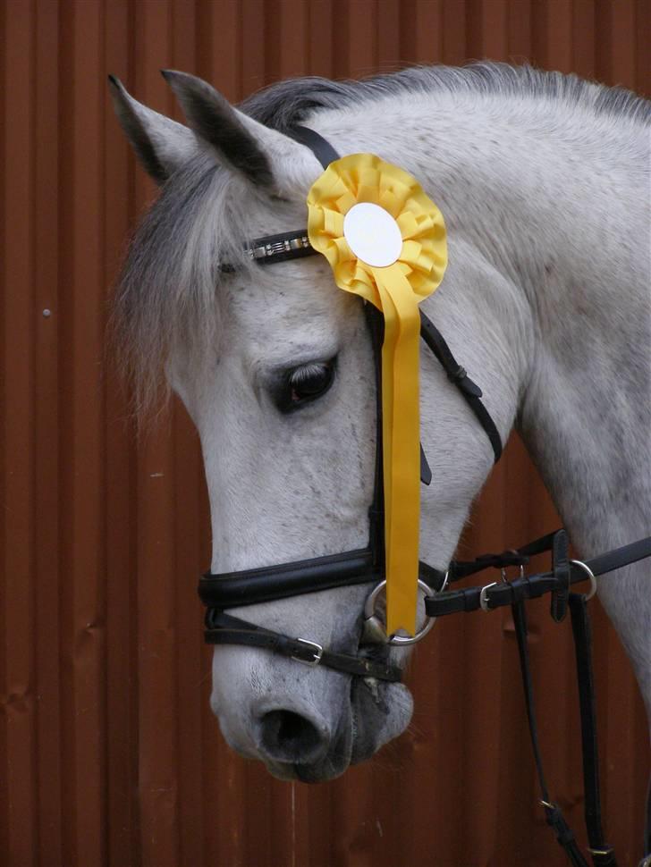 Anden særlig race Kiwi  - Kiwi :D <3 billede 1