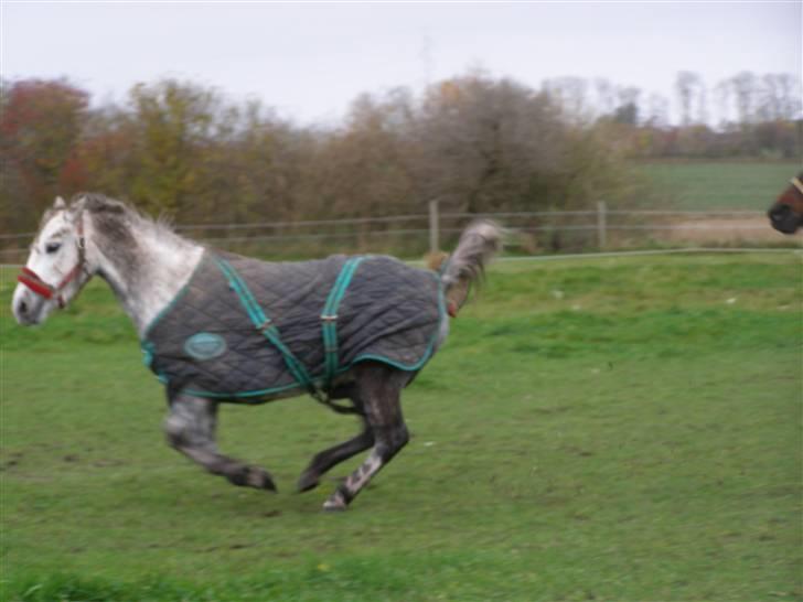 Anden særlig race Kiwi  - vildbassen xD billede 8