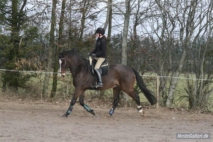 Dansk Varmblod Kærsholms Landkaster - Dressur(-; || 2. april 2010 || Foto: Christina von Dosenrode. billede 2