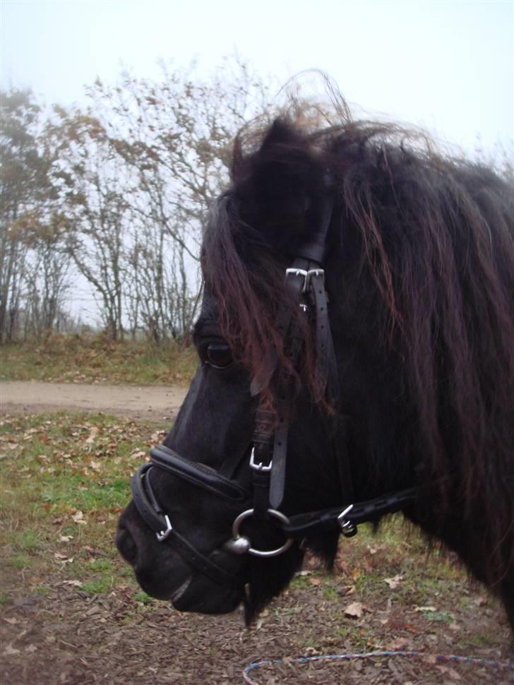 Shetlænder Minnie billede 3