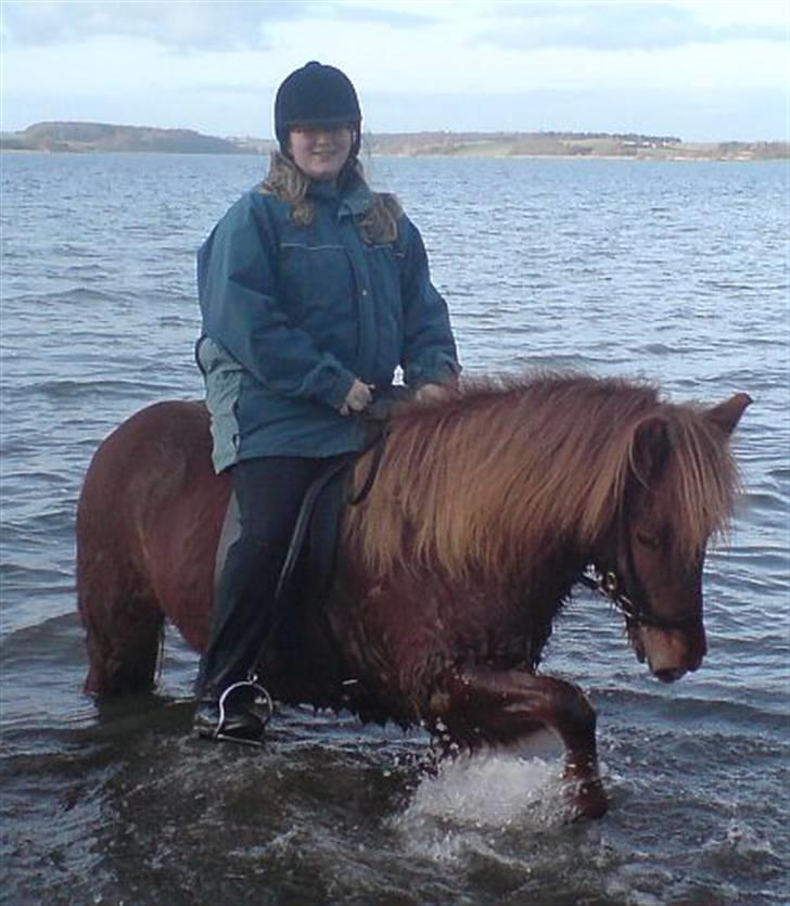 Islænder Táta fra Tyrevoldsdal - Ude og plaske rundt i Solbjerg sø, Táta sørger for at vi er lige våde bagefter. Dec 2006. billede 1