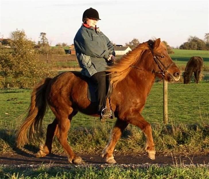 Islænder Táta fra Tyrevoldsdal - Dagen efter jeg fik hende, nov 2006. billede 2