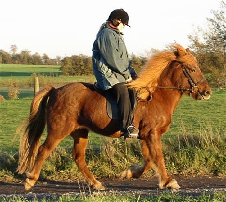 Islænder Táta fra Tyrevoldsdal - Dagen efter jeg fik hende, nov 2006. billede 3