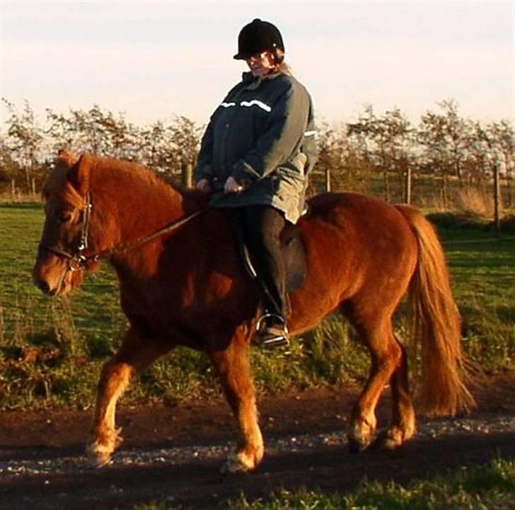 Islænder Táta fra Tyrevoldsdal - Dagen efter jeg fik hende, nov 2006. billede 4