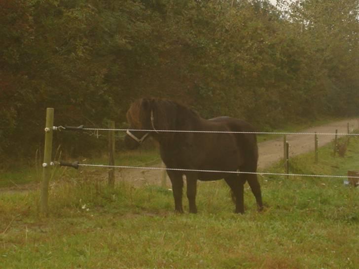 Shetlænder Minnie billede 8