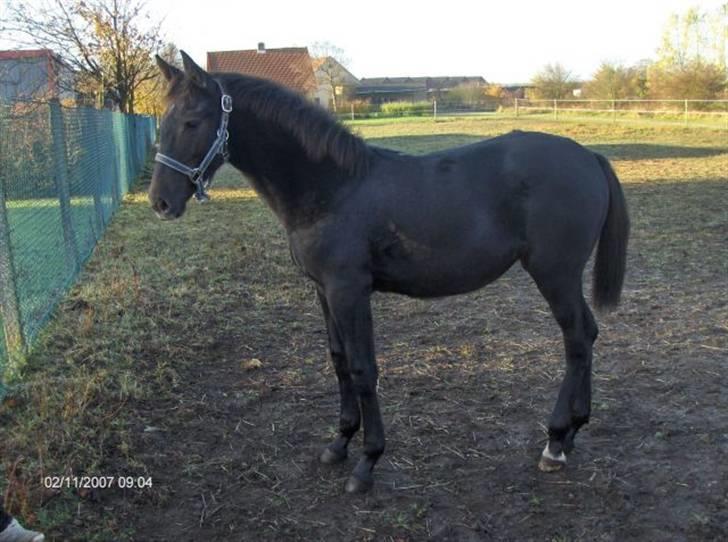 Anden særlig race Bjøslevsgaards Santana - Santana 7 måneder, lige inden jeg købte hende. billede 2