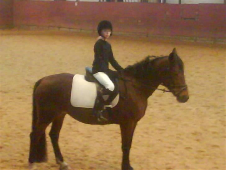 Anden særlig race Tøsen {Elev hest}(Simone) - til stævne fik 10 plads billede 9