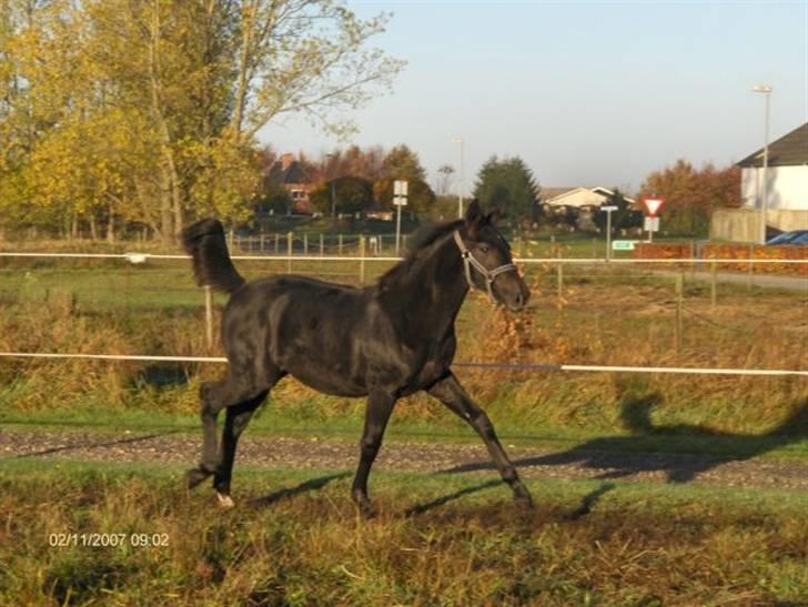 Anden særlig race Bjøslevsgaards Santana - Gang i den lille.. billede 5