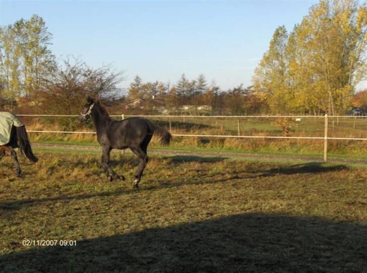 Anden særlig race Bjøslevsgaards Santana - Godt med en løbetur billede 6
