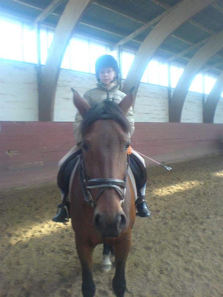 Anden særlig race Tøsen {Elev hest}(Simone) - er vi ikke skønne sammen billede 10