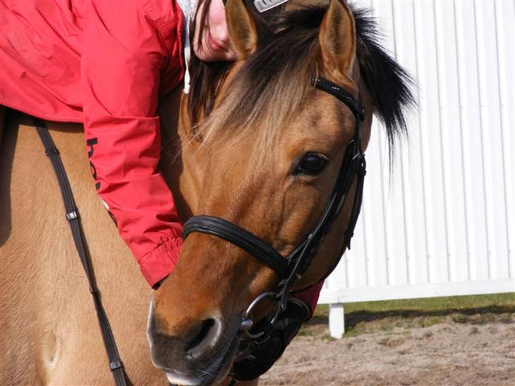 Anden særlig race Molly - Den sidste tur på Moller inden hun flytter, Foto Trine billede 1
