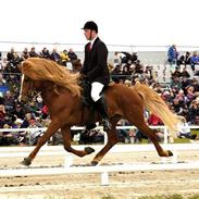 Islænder Öðlingur