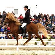 Islænder Öðlingur