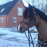 New Forest Dynasty R.I.P