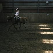 Welsh Pony af Cob-type (sec C) Leurhoeve's Justin 