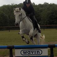 Connemara PilegårdensUnik R.I.P. ;'