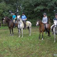 Welsh Pony (sec B) Lyngvejens Ravalla