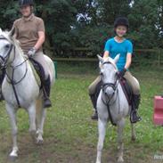 Welsh Pony (sec B) Lyngvejens Ravalla