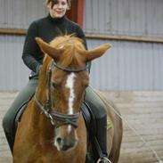 Anden særlig race Diana (RIP)