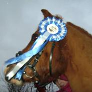 Welsh Mountain (sec A) Be Ready<33