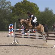 Anden særlig race Chiano *solgt*