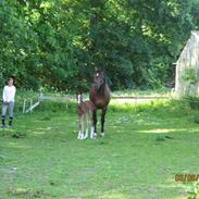 DSP Miss Day dream /Dee Dee