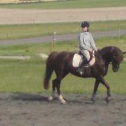 Welsh Cob (sec D) Menai On A Promise solgt