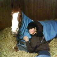 New Forest Sdr. Dams Karina[Solgt]