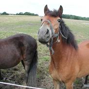 New Forest Tanholt Lukas *Halvpart*