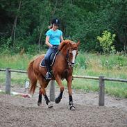 Anden særlig race Filur