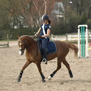 Hollandsk Sportspony Mady B-pony solgt