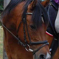 Arabisk fuldblod (OX) Newado