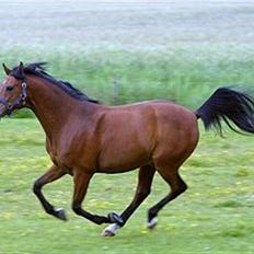 Arabisk fuldblod (OX) Newado