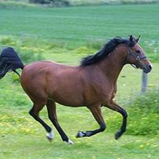 Arabisk fuldblod (OX) Newado