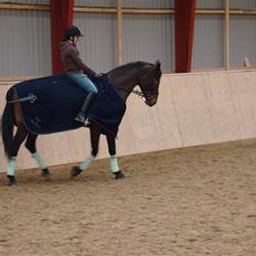 Dansk Varmblod Kongelunden Anastacia RIP