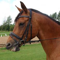 DSP Burton´s Dream *Solgt*