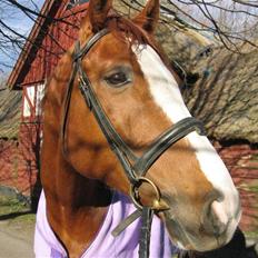 Hannoveraner Rimonti (Død) :'(