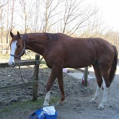 Hannoveraner Rimonti (Død) :'(