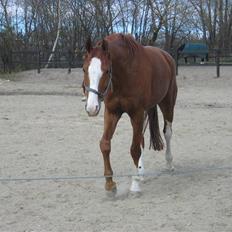 Hannoveraner Rimonti (Død) :'(