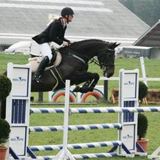 Dansk Varmblod Landlyst cara