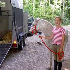 Welsh Pony (sec B) Lyngvejens Ravalla