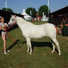 Welsh Pony (sec B) Lyngvejens Ravalla
